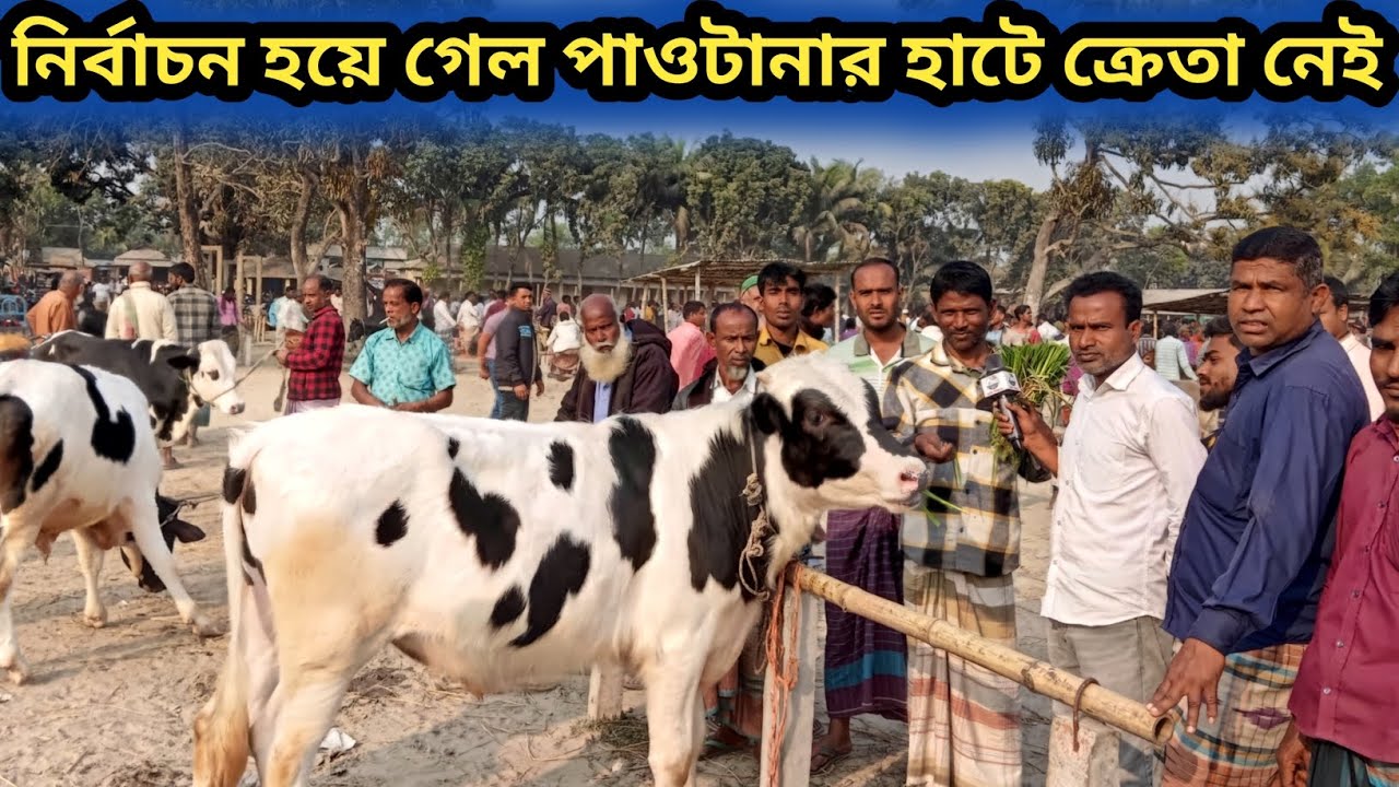 ১৩ফেব্রুয়ারি২০২৬|আজ রংপুর জেলার পাওটানার হাটে ফ্রিজিয়ান ক্রস গরু আছে ক্রেতা নেই ব্যাপারীরা বলতেছে!
