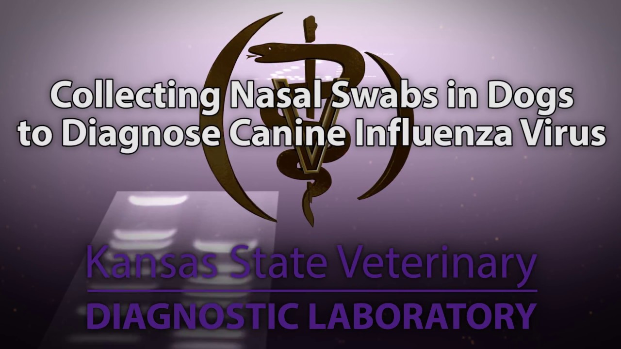Collecting Nasal Swabs in Dogs to Diagnose Canine Influenza Virus