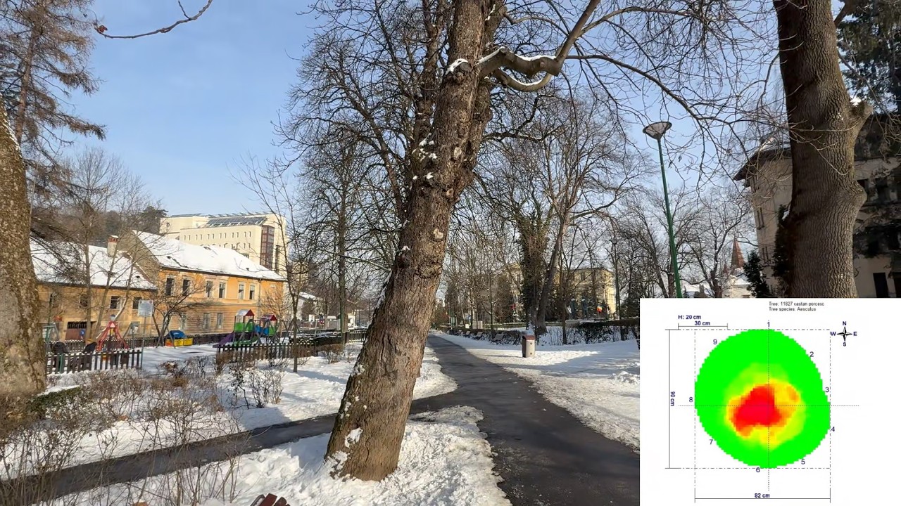 Tomografii și rezistograme, soluțiile pentru evaluarea sănătății arborilor de pe domeniul public