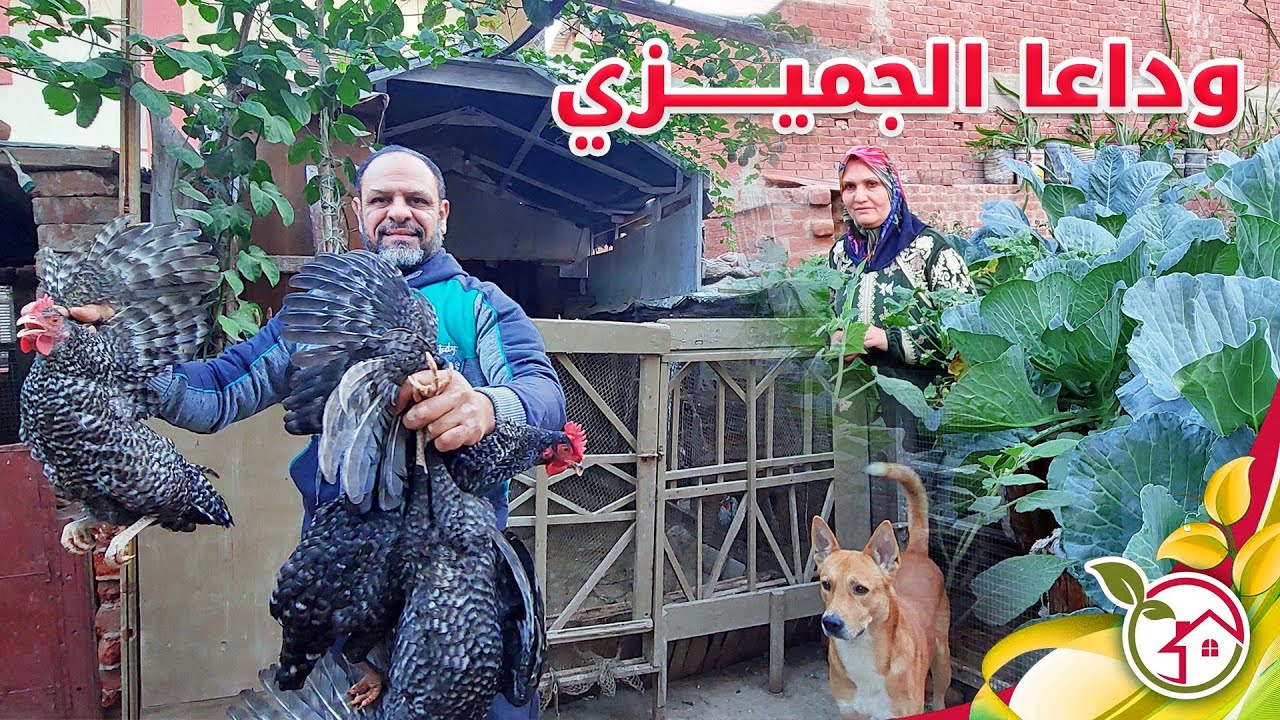 فرز الدجاج البياض والتخلص من الدجاج الجميزى وقطف اكبر كميه من اللفت على السطح