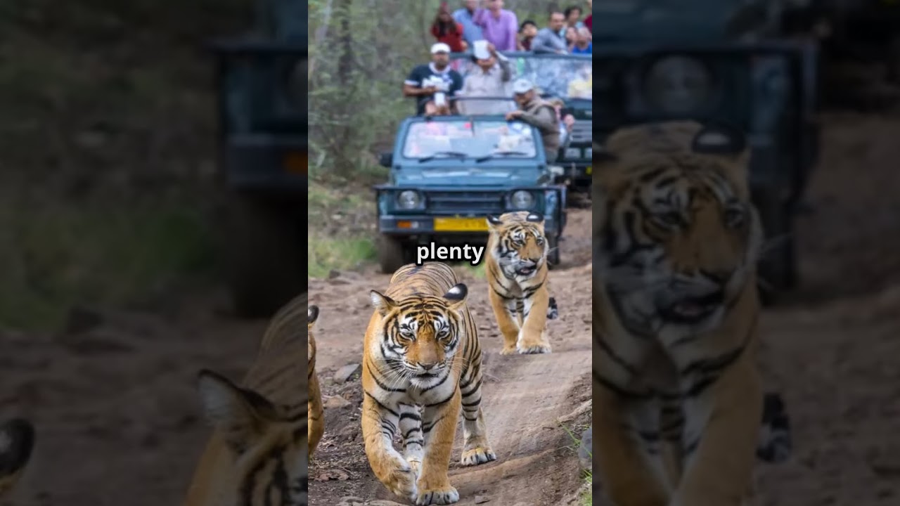 10 best places to spot tigers in Indian forests.