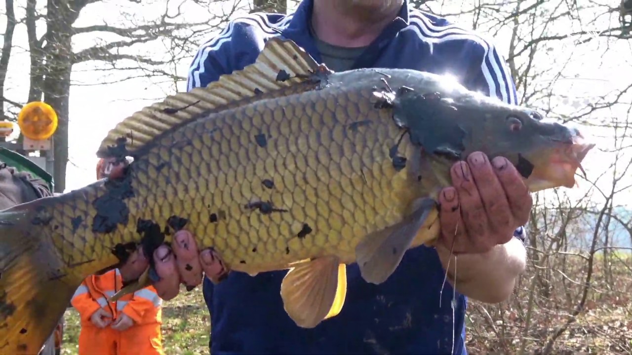 Fischereiverein Weiden - Besatzmaßnahme Baggersee