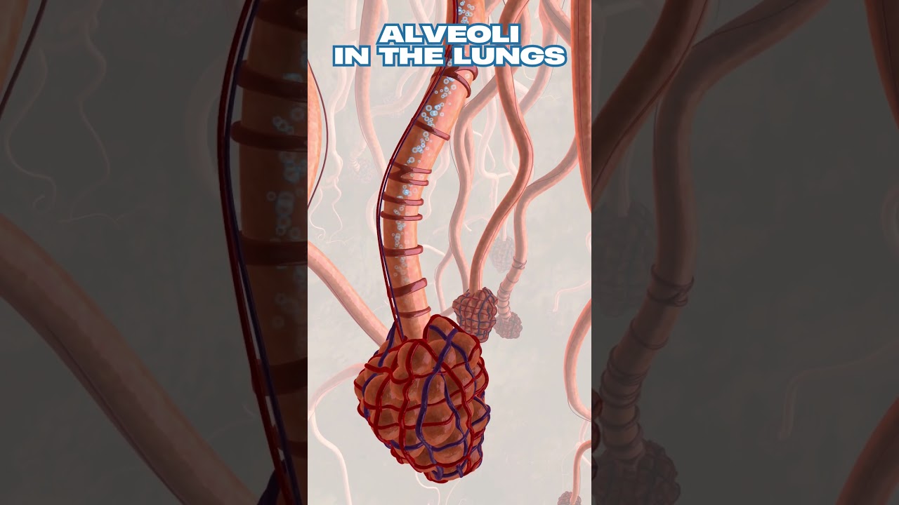 Alveoli in the Lungs