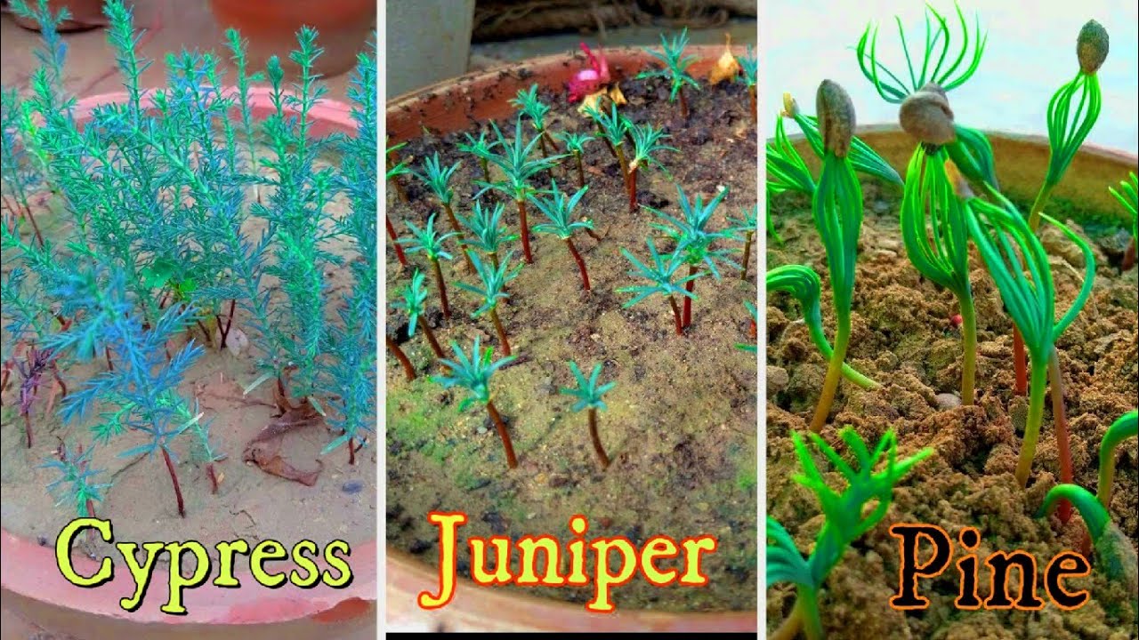 How To Grow Cypress Tree Seeds | Best Method To Grow Plant Seeds Complete  Video Tutorial