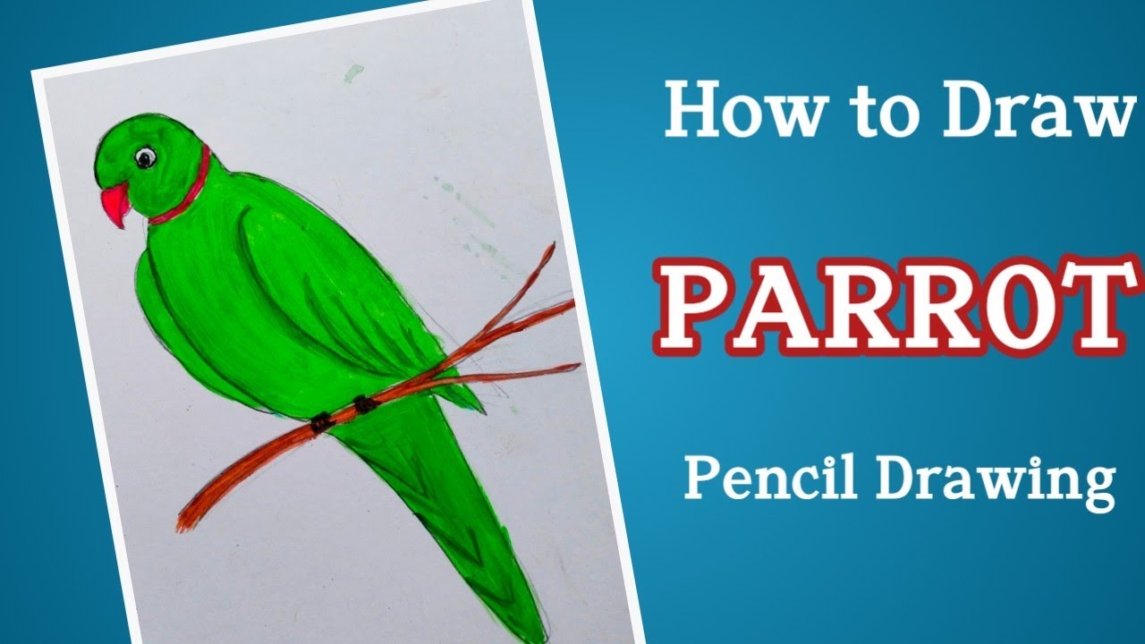 How to draw  a Parrot Pencil Drwaing with Colourrfull For Kids.
