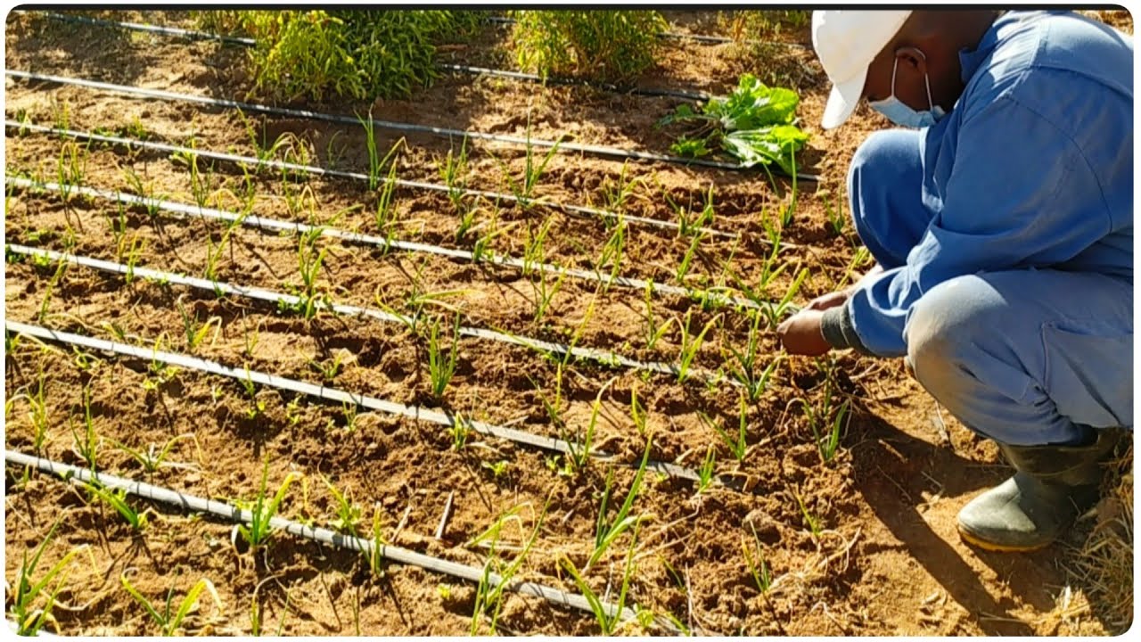 استغلال آخر الأرض 🌾 لزراعة اليقطين وغرس شتلات السبانخ والشمندر الأبيض