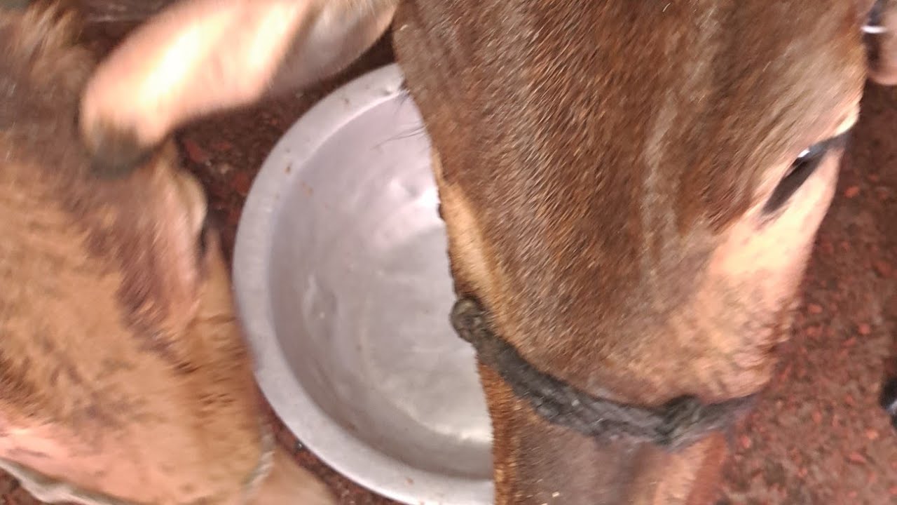 আজকে গরুকে পায়েস রান্না করে খাওয়াতেছি।।।। Village Boy Nabil