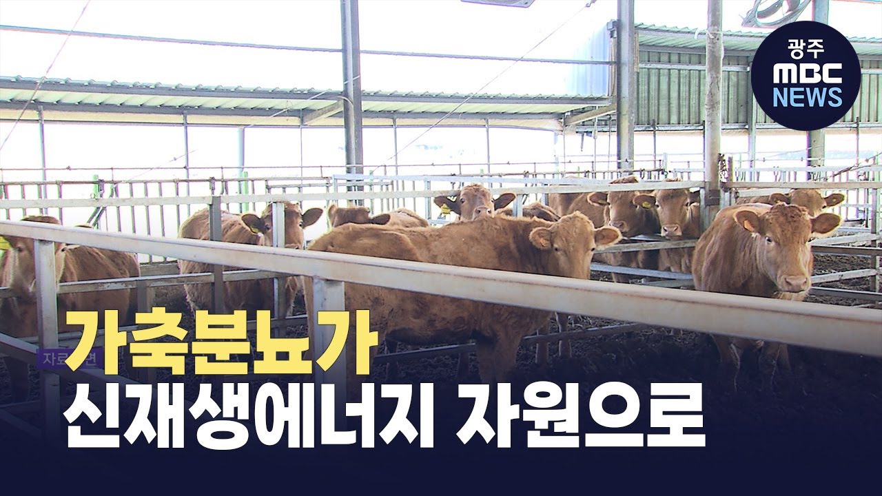 [경남] 애물단지 가축분뇨가 신재생에너지 자원으로(뉴스투데이 2026.01.20 광주MBC)