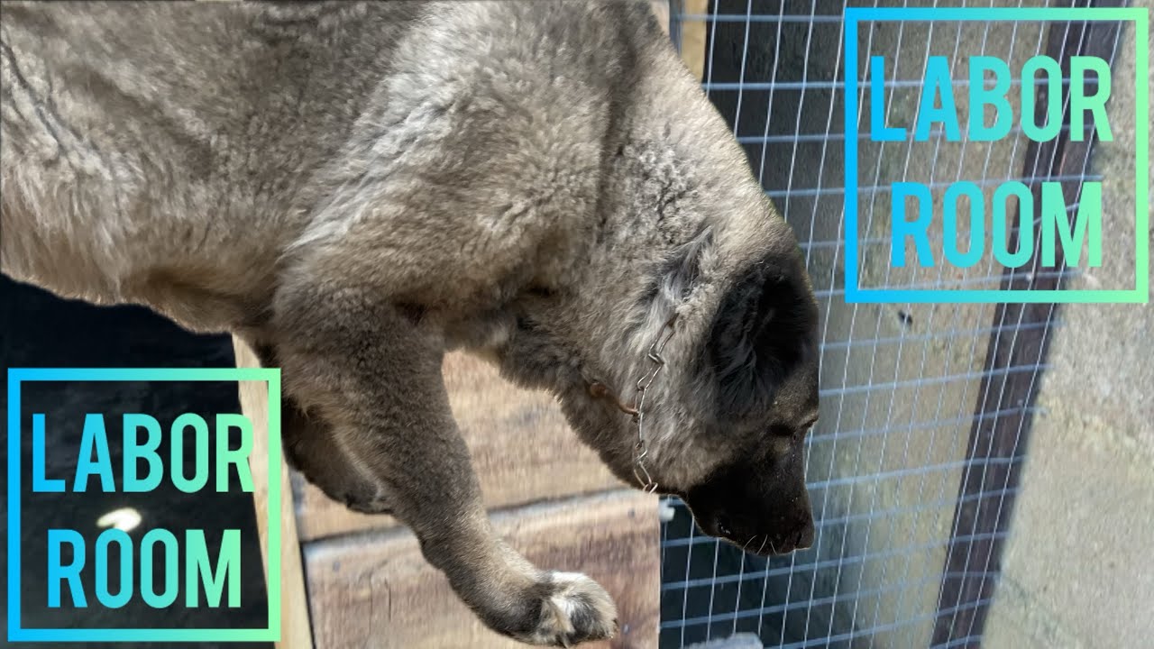 LOBOR ROOM FOR OUR DOG| Final week to Diamond’s pregnancy| Dog pregnancy Journey 