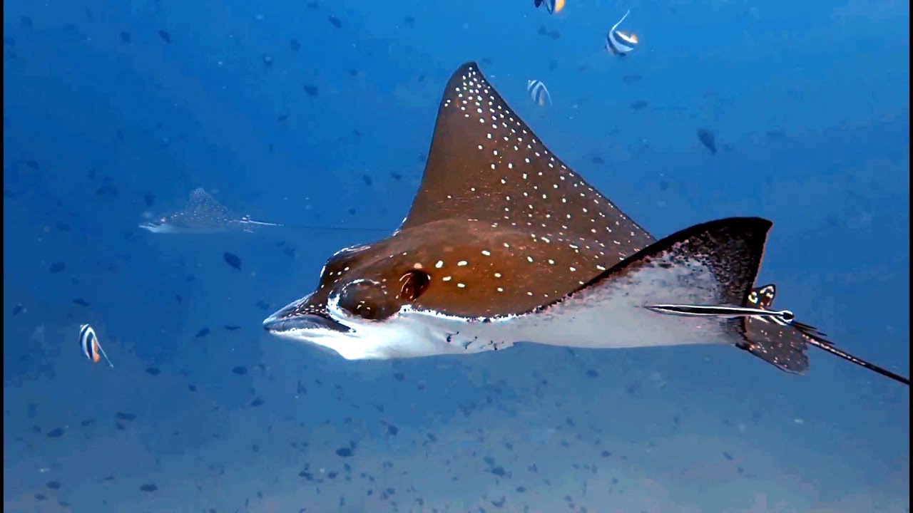 36 Diving in the Maldives - November 2024, Dreamland, Baa atoll