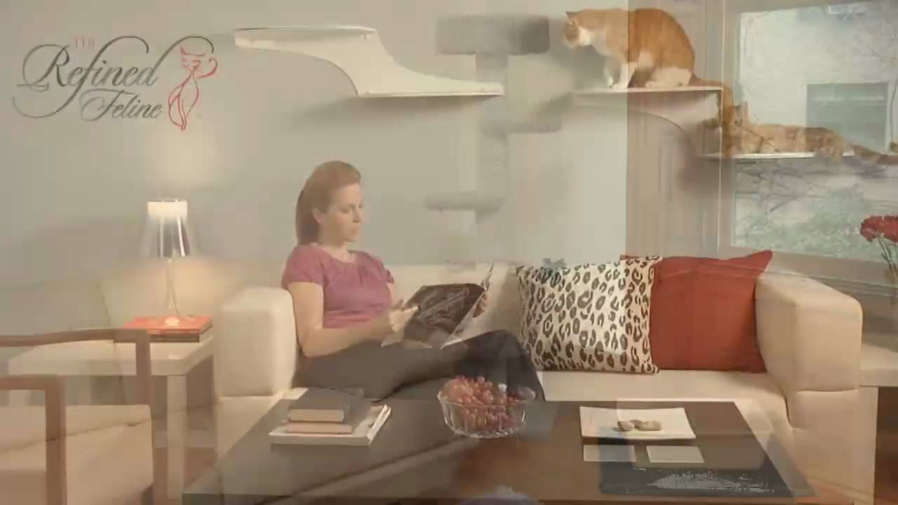 The Refined Feline Product Showcase Intro