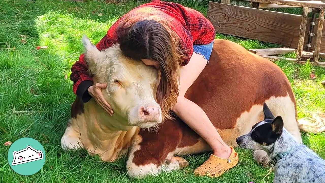 Affectionate Farm Animals Prove A Dog Is Not Only A Man&rsquo;s Best Friend | Cuddle Buddies