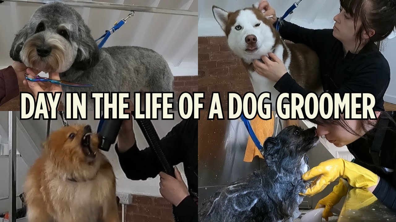 DAY IN THE LIFE OF A DOG GROOMER | TIMESTAMPED