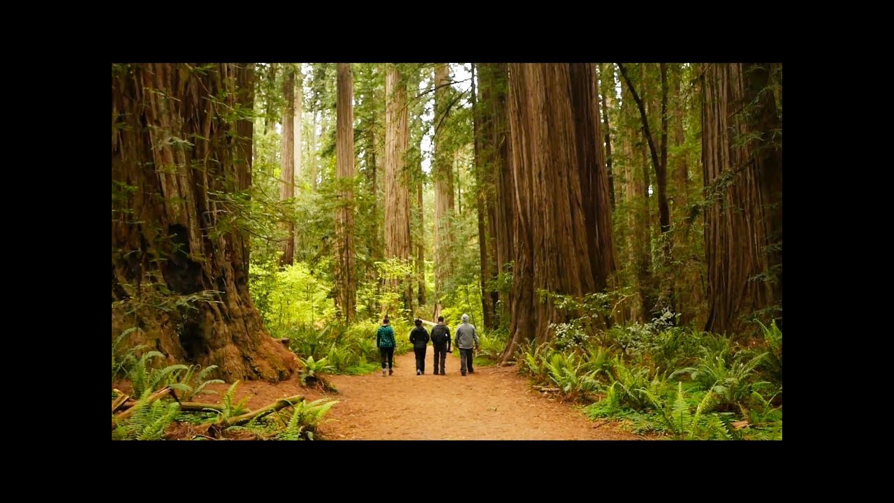 Camping in the Redwoods - Jedediah Smith Redwood State Park