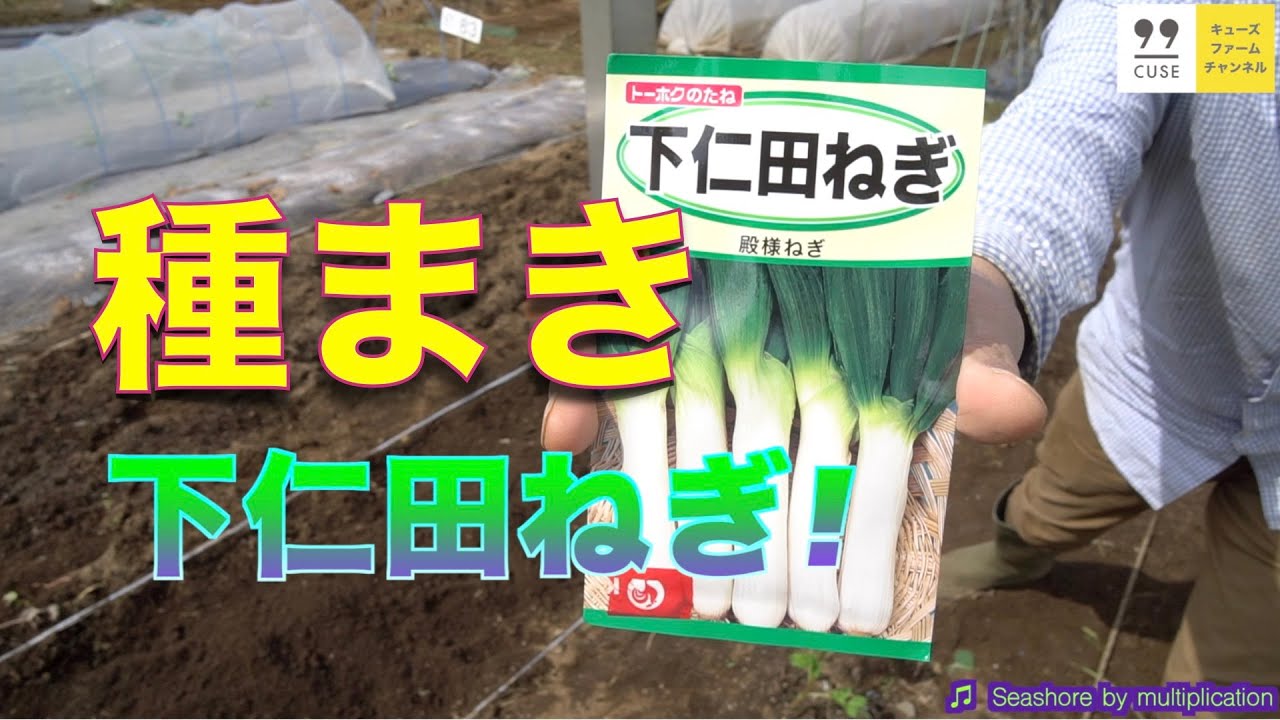 10月16日 下仁田ネギの育て方 植え付け編【畝作り、種まき、水やり】