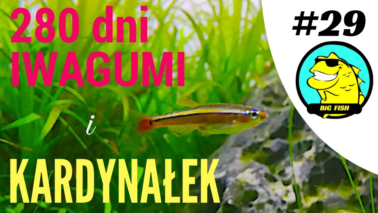 280 dni iwagumi i Kardynałek chiński BiG Fish 029