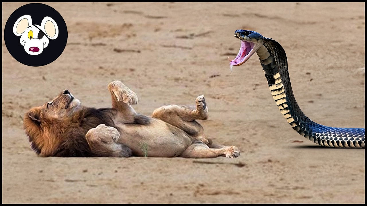 30 Terrifying Moments! Animals Paralyzed by Snake Venom, What Happens Next? | Animal Fights