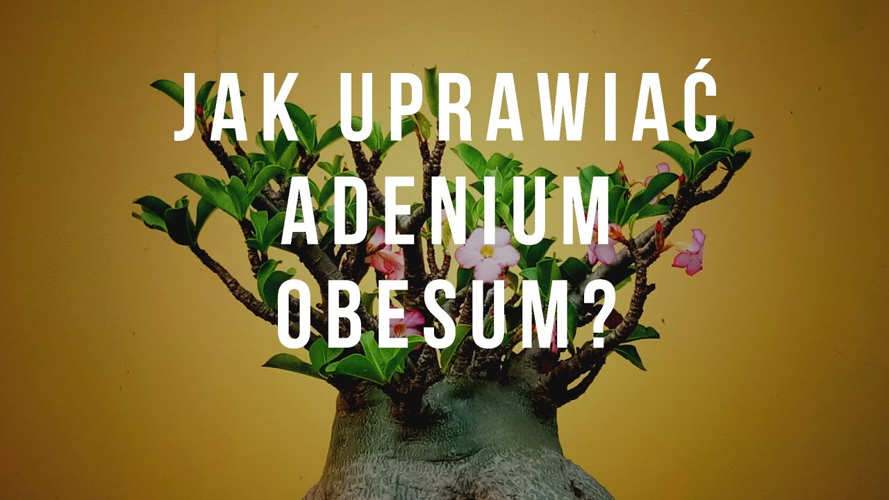 JAK UPRAWIAĆ ADENIUM OBESUM?