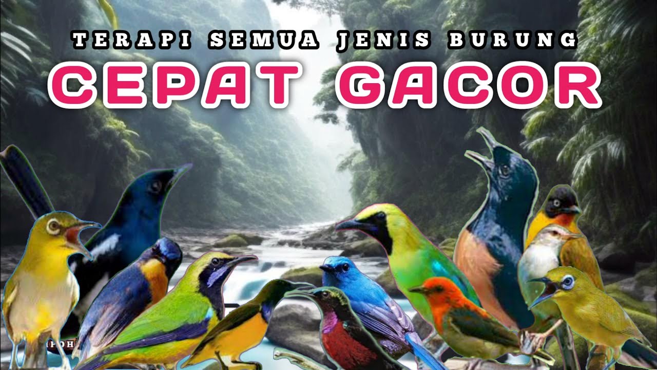 TERAPI AIR SEMUA JENIS BURUNG , TERAPI PAGI DAN MALAM HARI , MEMBANTU MERANGSANG BURUNG CEPAT GACOR