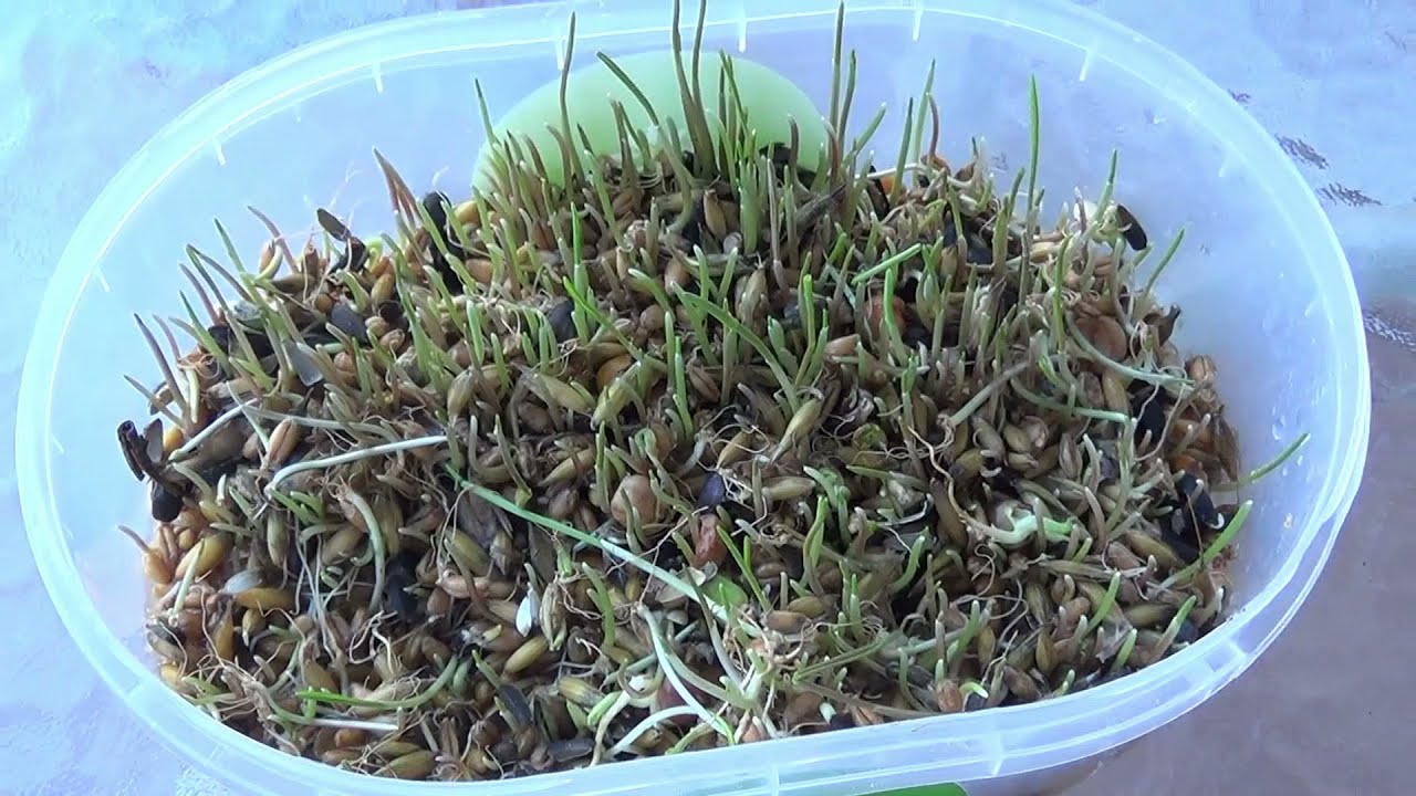 jak zrobić kiełki zbóż dla papug,cereal sprouts for parrots.рассада злаков для птиц