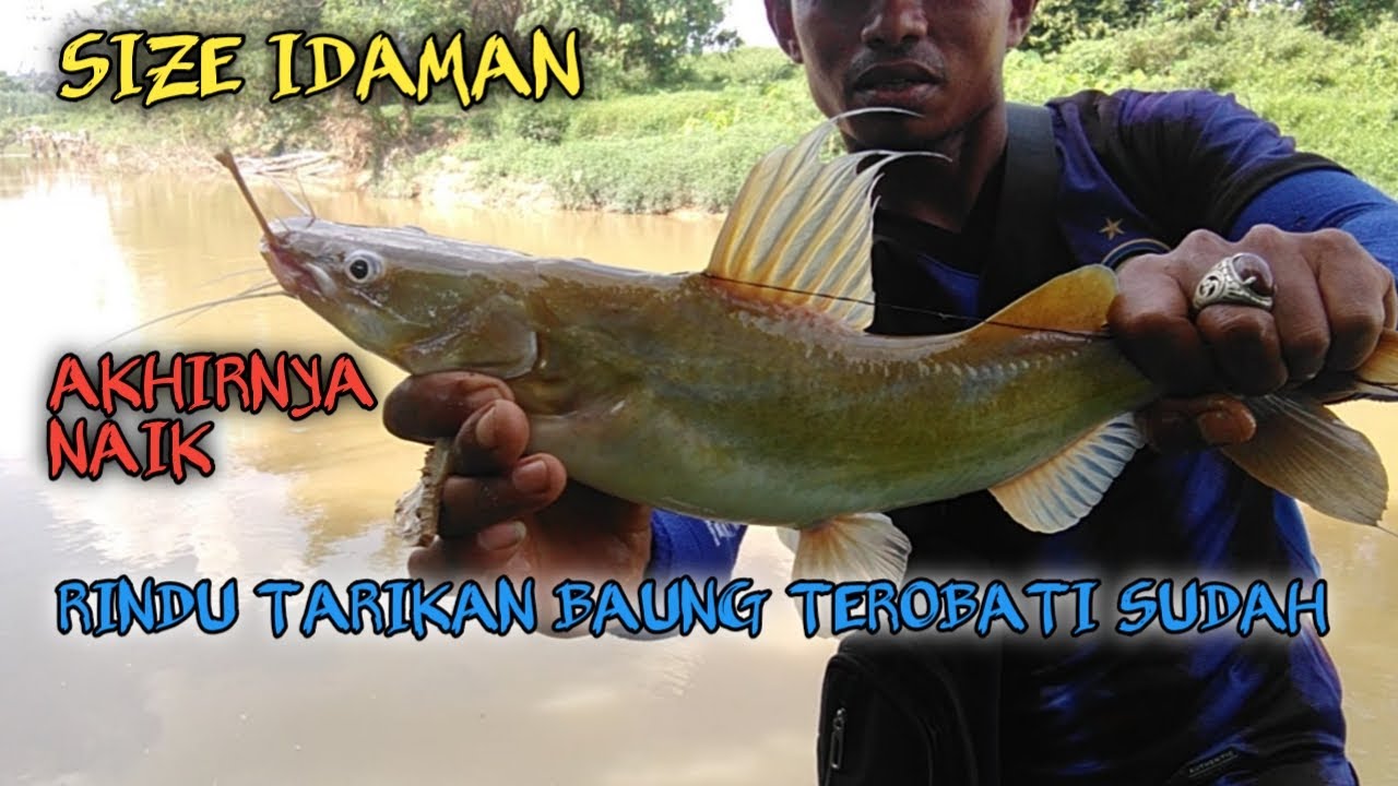 Mancing baung sungai selangor | sungai langat selangor | noor hd