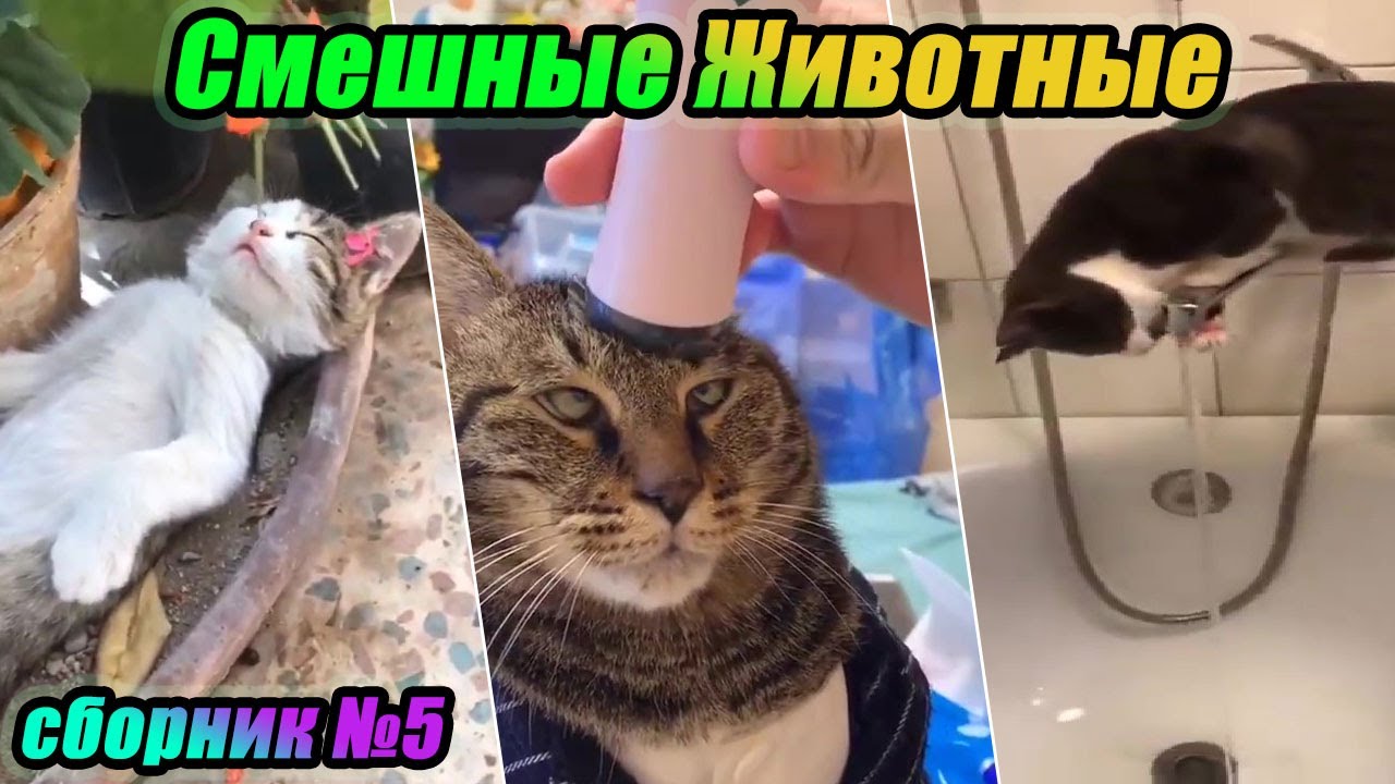 Collection of funny videos with animals 2020 / Sammlung lustiger Videos mit Tieren 2020