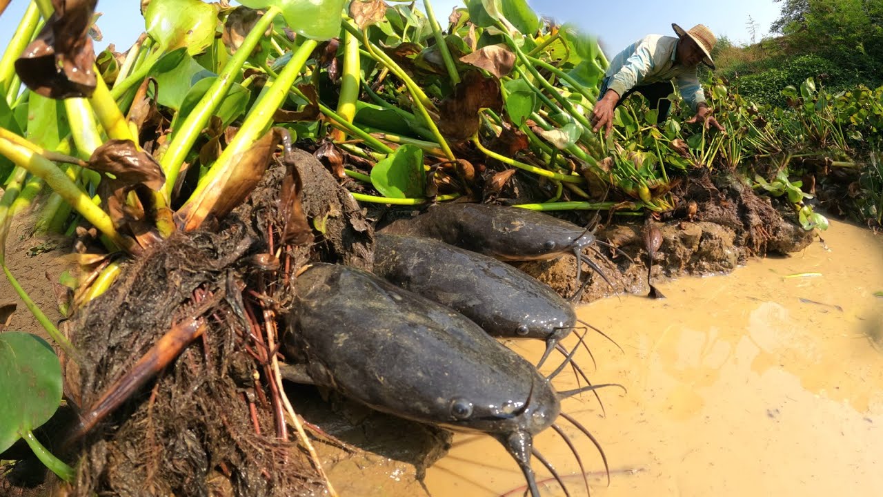 Amazing fishing  ! Catch a lot of fish in the canals along the Dop Kampok River.
