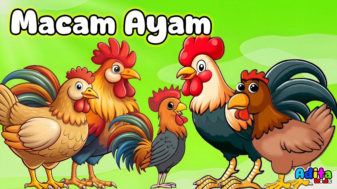 Lagu MACAM MACAM AYAM - Lagu Anak Viral - Lagu Anak Terbaru - Kompilasi Lagu Anak Indonesia Populer