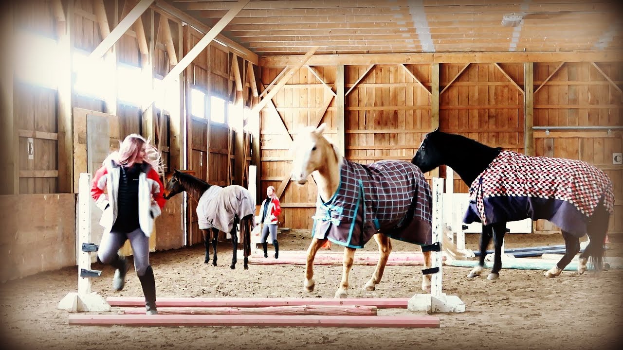 INTRODUCING OUR NEW HORSE! DON'T COME AT ME! Day 009a (01/09/20)