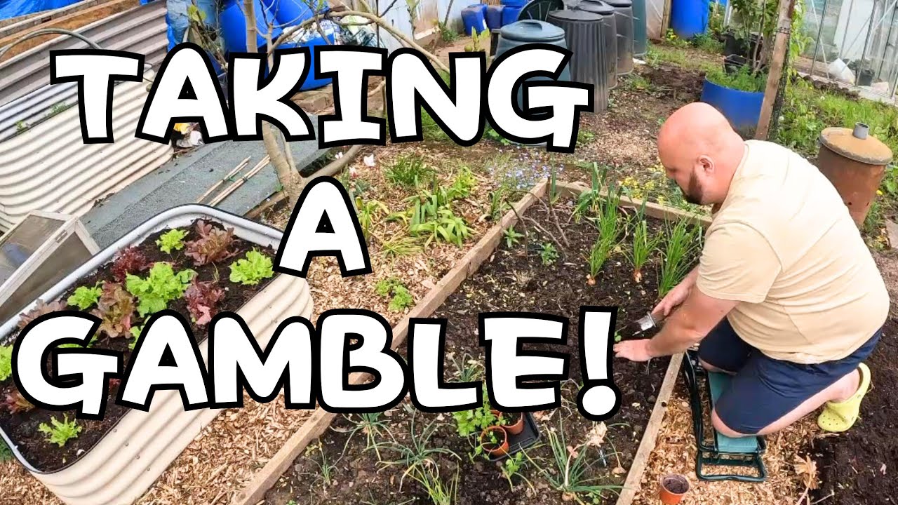 Gambling with the No Dig garden
