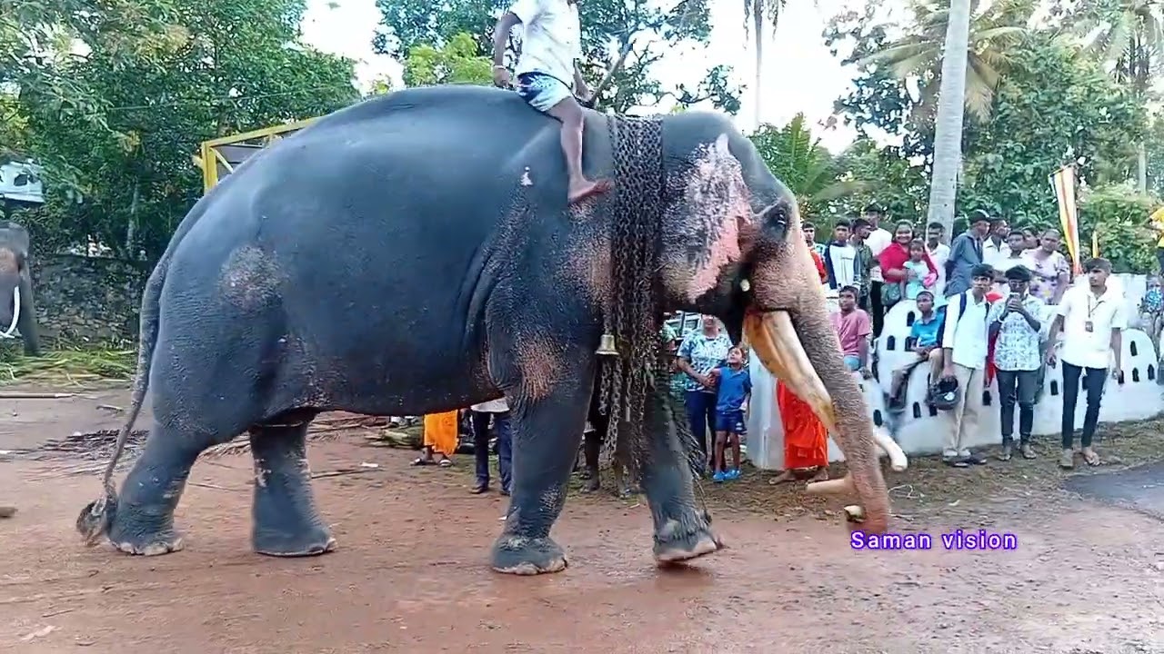 මල්අස්නේ රජමහා විහාරයේ ඇසල මහා පෙරහරේ සමාරම්භක උත්සවයට පැමිණි හසතිරාජයා     2025 - 09 - 20 
