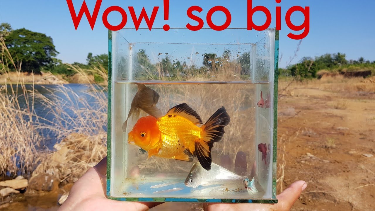 Amazing catch gold fish and sucker fish in the lake it so big