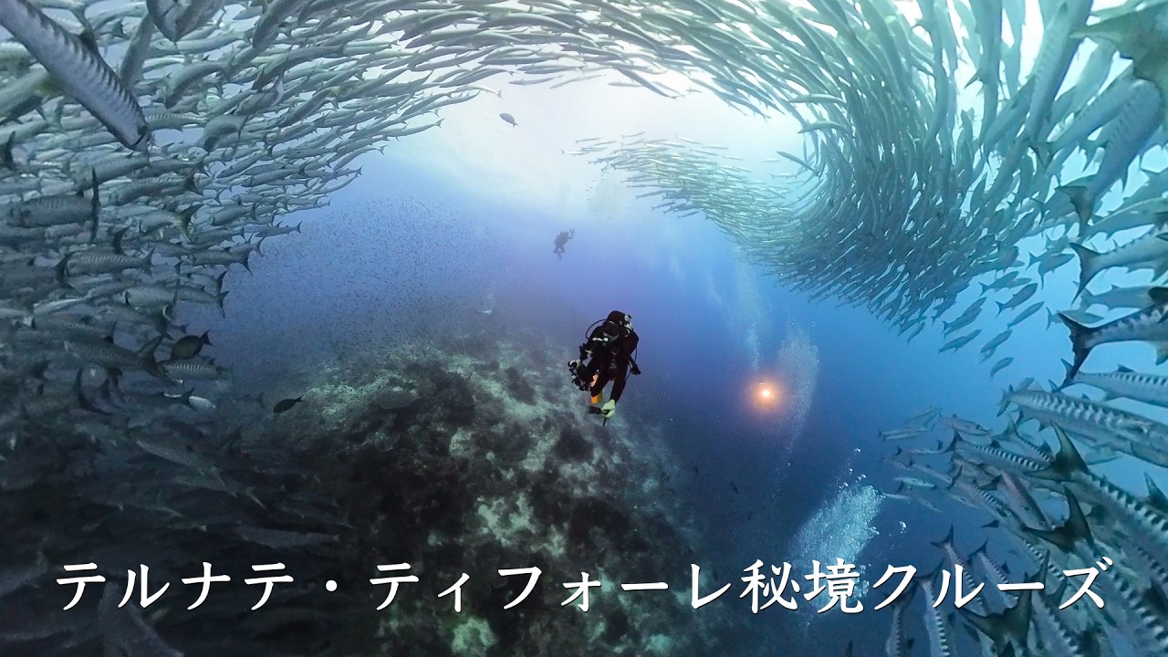 【インドネシア】潜ってみたら激ヤバワイドポイントだった！？ エレガントジェニファー号で行くテルナテ・ティフォーレ・西ハルマヘラ・レンベ 特別クルーズ [前編]