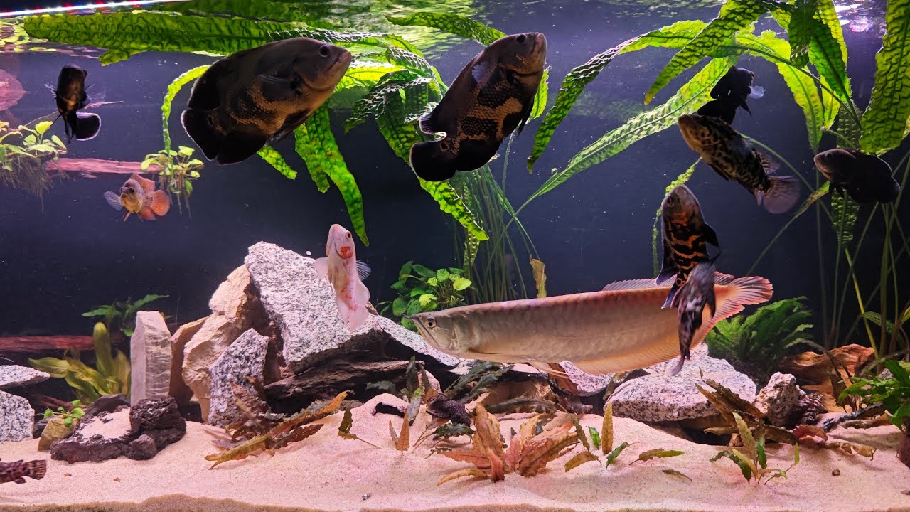 149. Akwarium 720l. Potwory w akcji! Glizdy z hodowli znikają w sekundę! 🐟💨