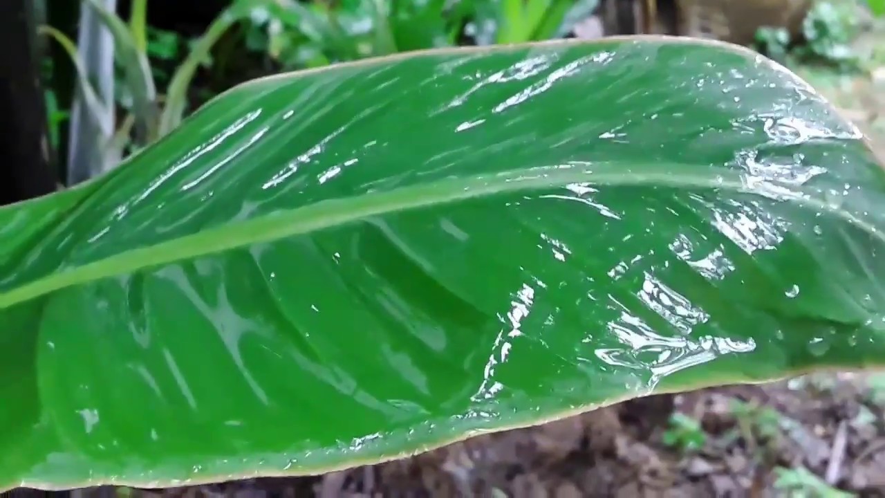Nature Beatiful Rain Season In Assam//