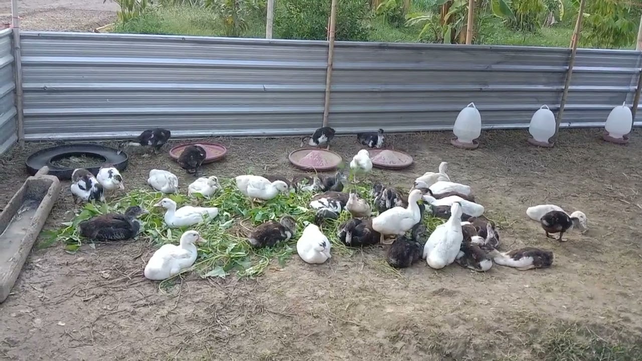 เลี้ยงเป็ด🦆🦆เป็ดอายุได้1เดือนถอนขนหางออกขนบัวเร่งการเจริญเติบโตได้ดี