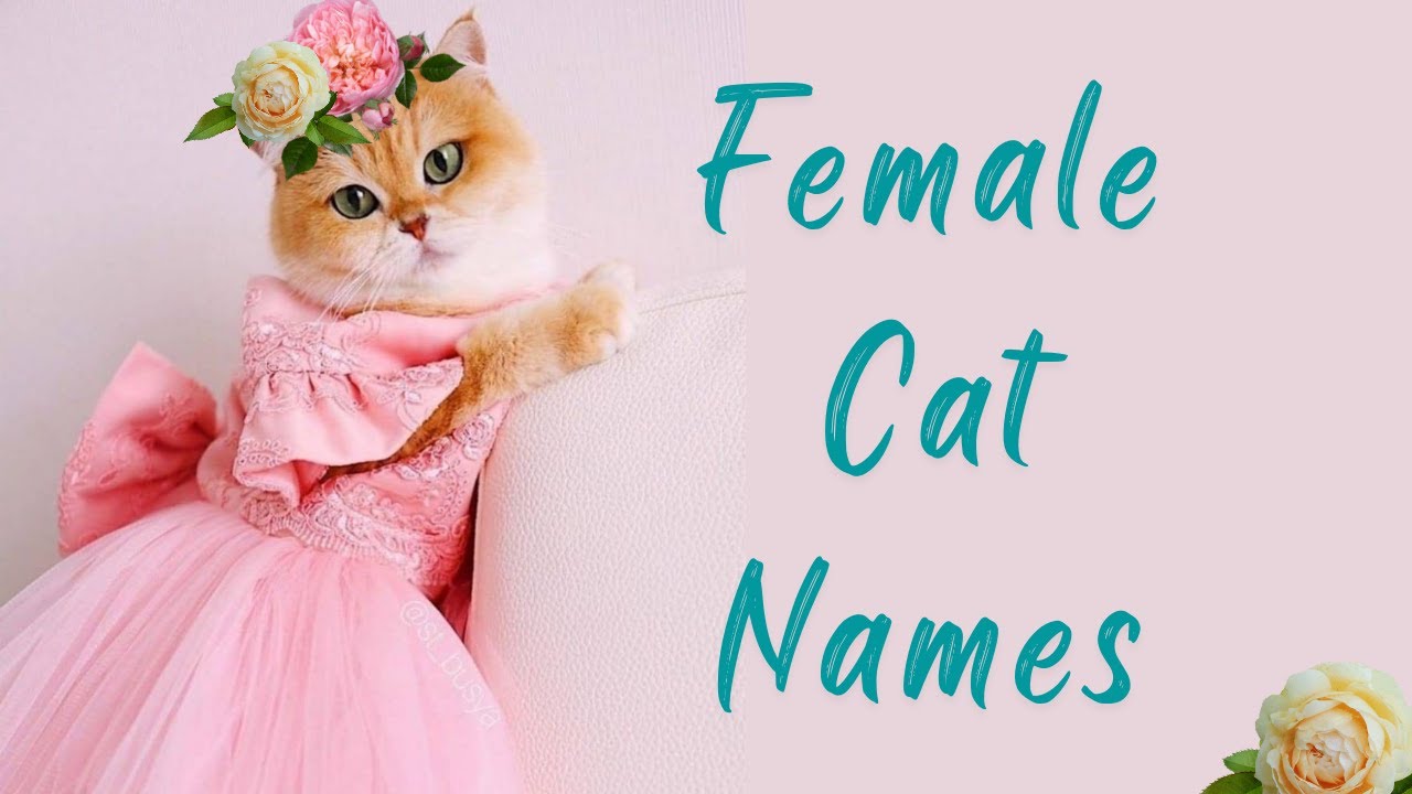 unique girl cat names #female  #cat  #names