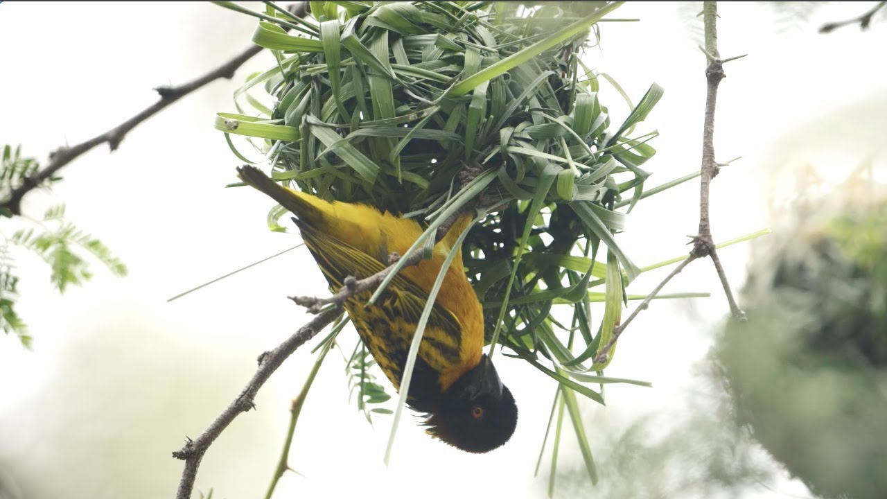 Crafty Weaver Birds