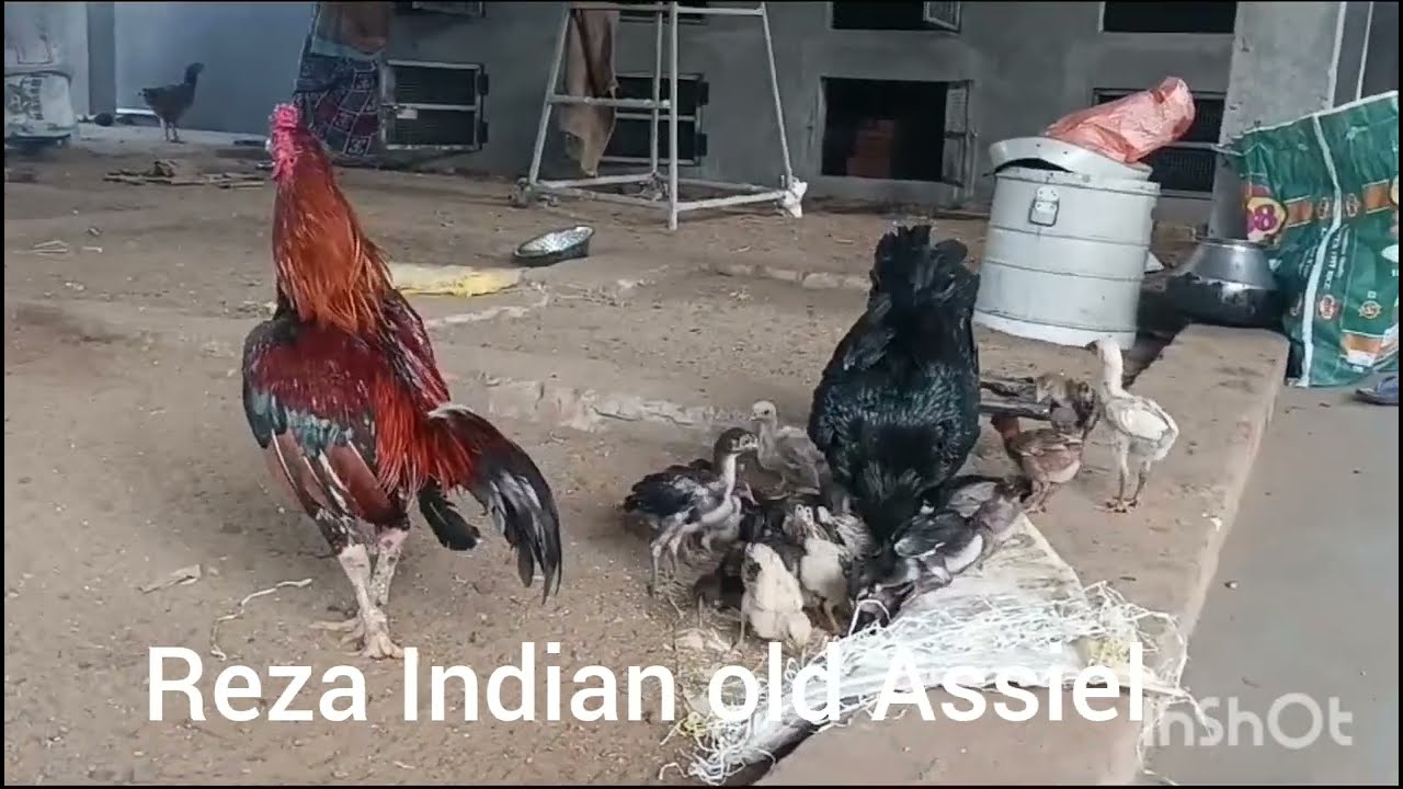 Reja and mix with Punjab Assiel breed chicks contact 6303002500 JayaRaju