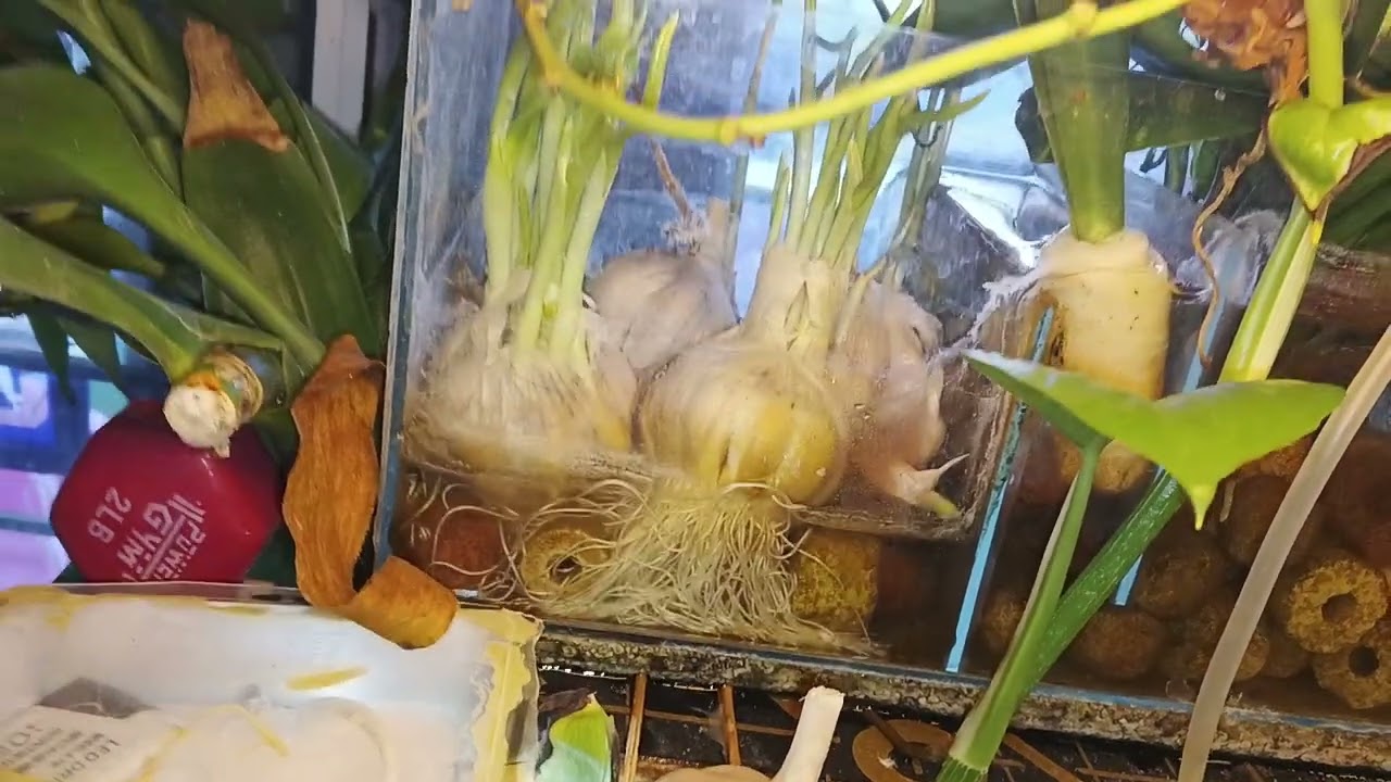 Day 14: No water change challenge ( sorry guys day 13 nasabi ko puat kasi galing work🤭)