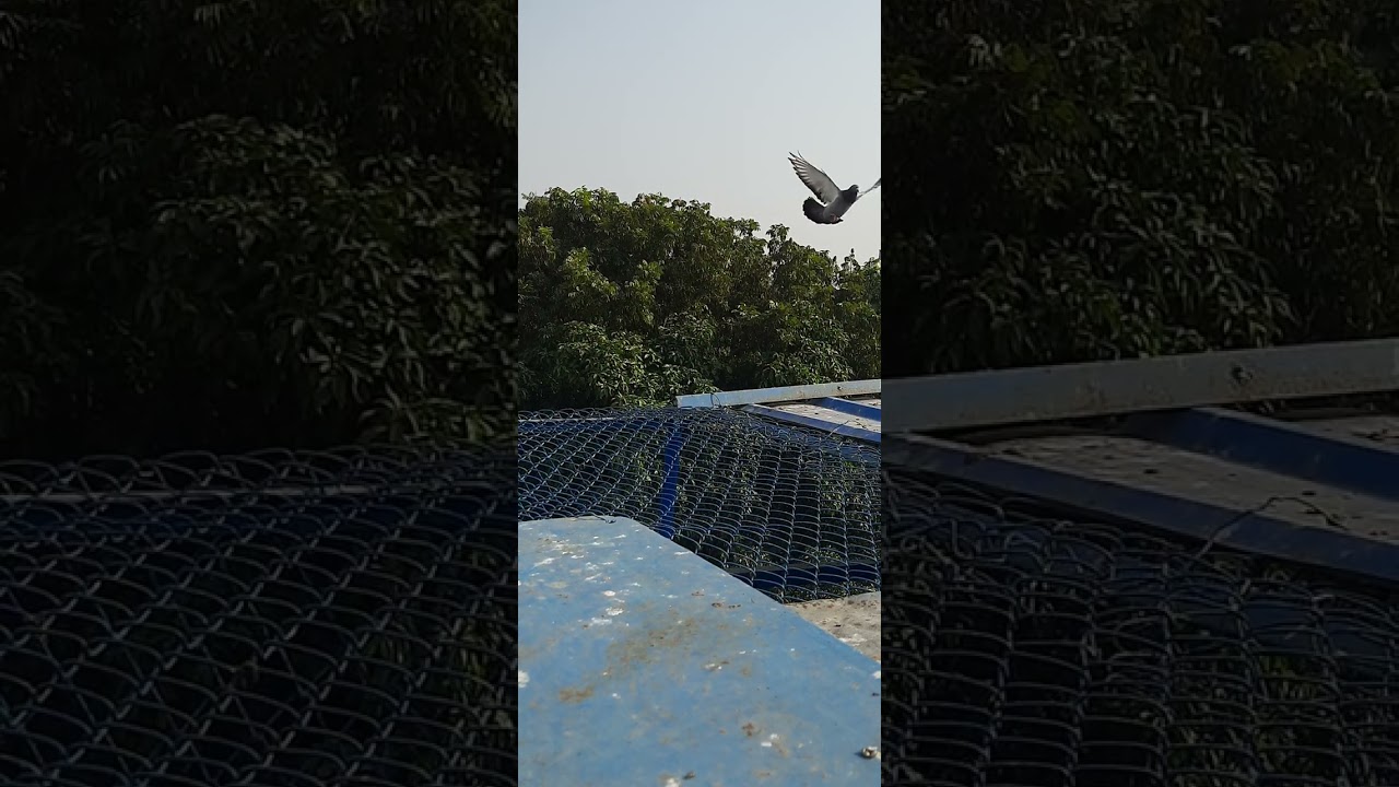 pigeon beautiful very nice good flying racing pigeon fighter racing pigeon 