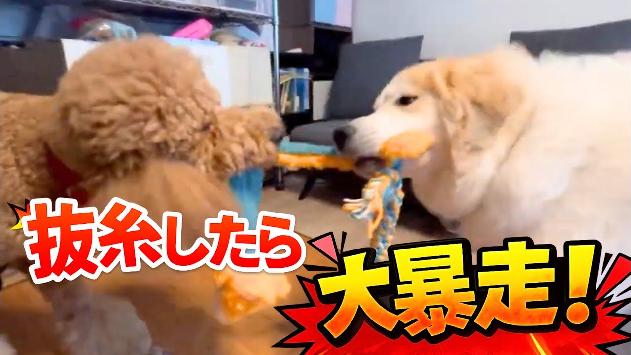 抜糸した大型犬、もう止まりません…