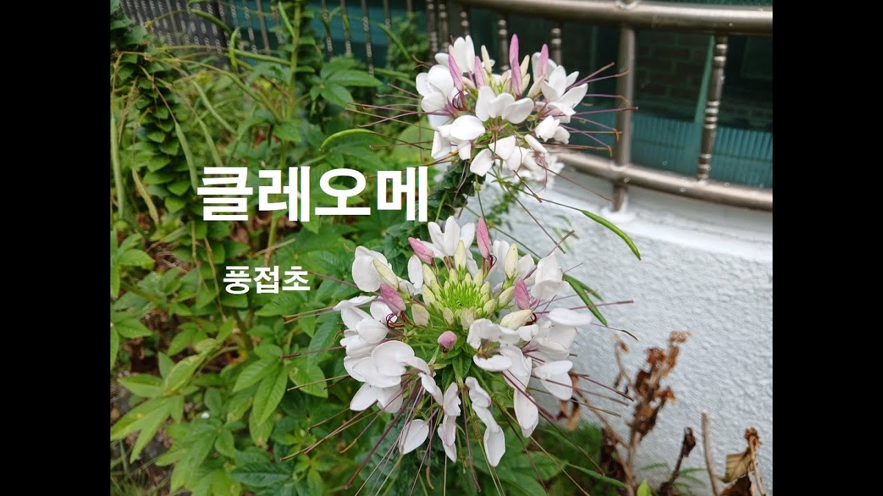풍접초 25