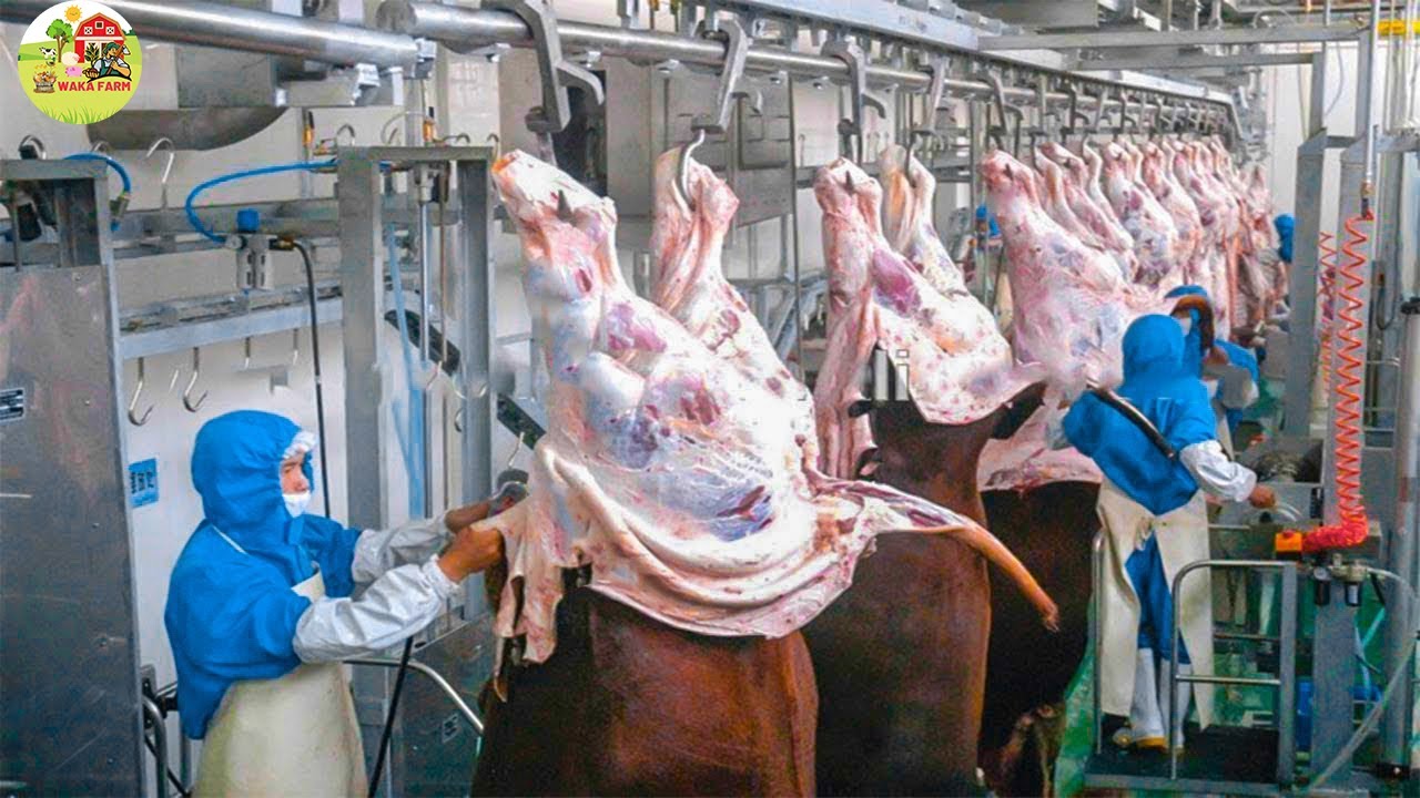 Incredible Modern Pork Processing Factory Technology & Other Amazing Farming Poultry Production