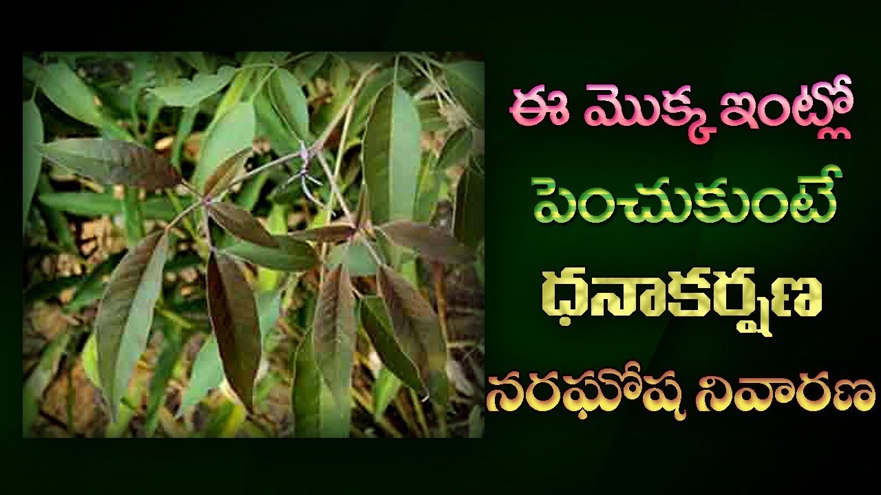 This tree branch is enough to ward off your bad luck | Nallavavili Chettu For Goodluck |