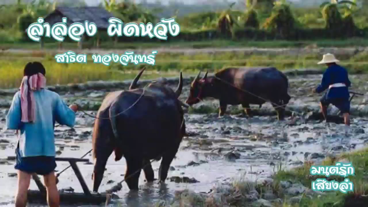 ลำล่อง ผิดหวัง - สาธิต ทองจันทร์