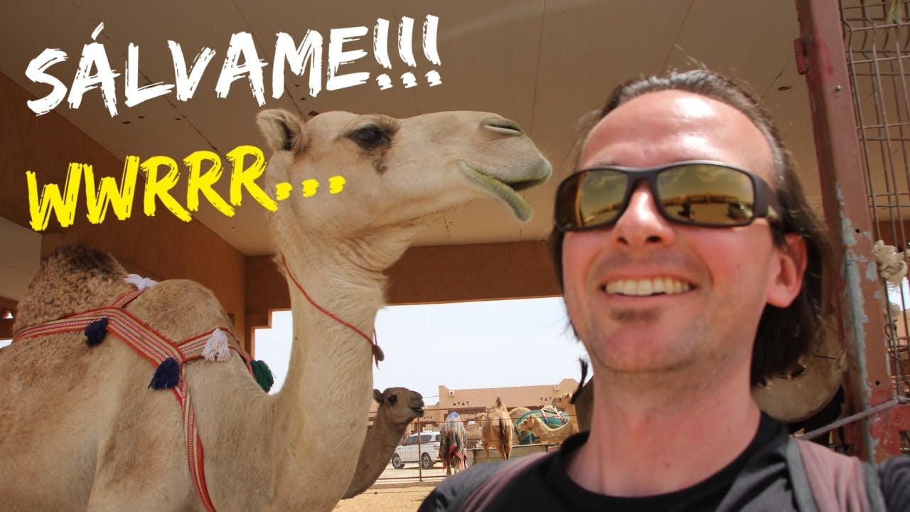🐫🐪 Lo que pasa en un MERCADO DE CAMELLOS en AL AIN  🇦🇪 EMIRATOS ÁRABES UNIDOS #6