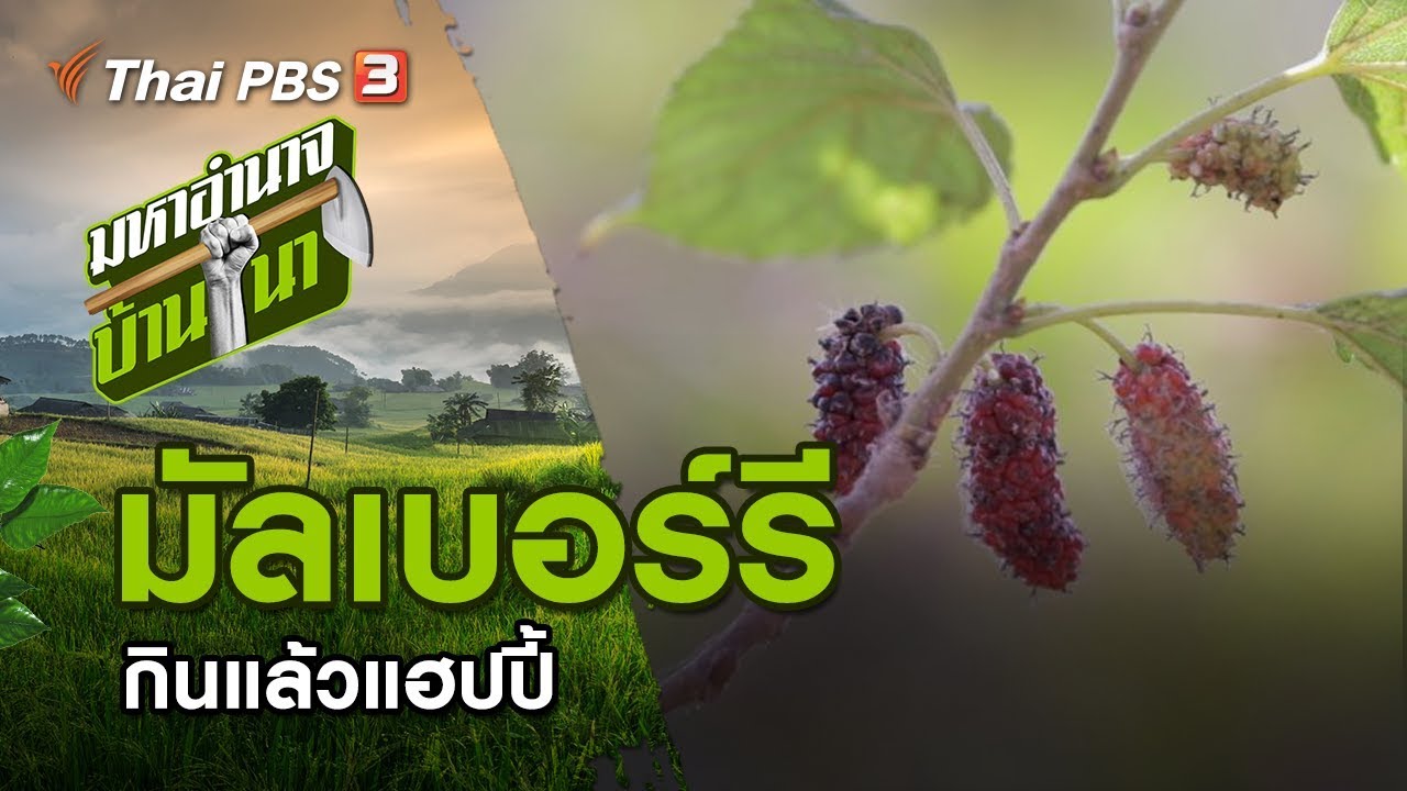 มัลเบอร์รี กินแล้วแฮปปี้ : มหาอำนาจบ้านนา (19 เม.ย. 63)