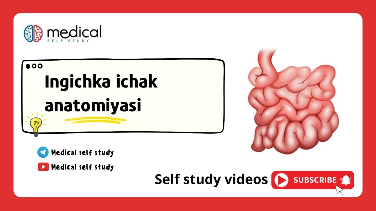 12 barmoqli ichak va ingichka ichak anatomiyasi