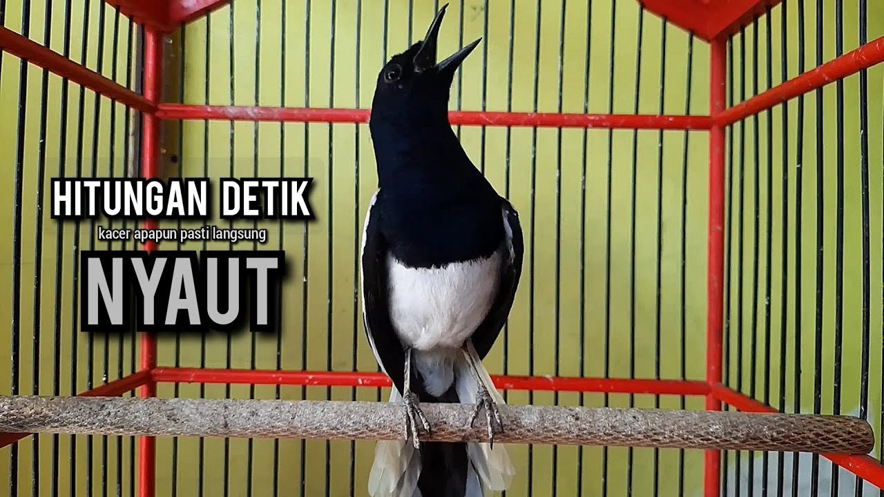 kacer gacor NGEPLONG tarung ini paling ampuh buat PANCINGAN KACER agar EMOSI